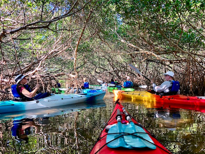 mangrove kayaking st petersburg, fl
