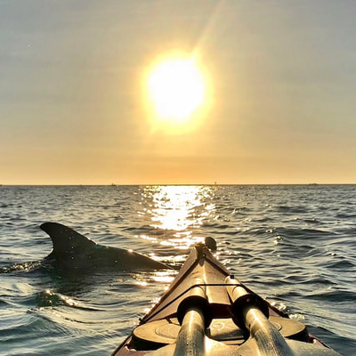 sunset dolphin tours