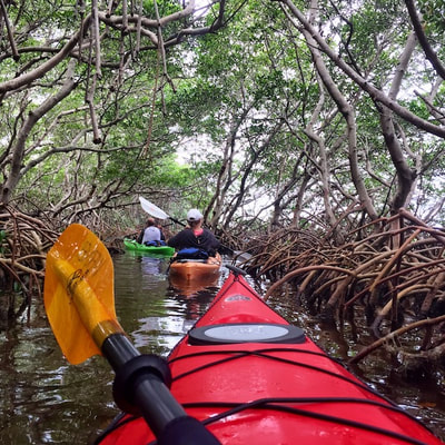 mangrove tours florida