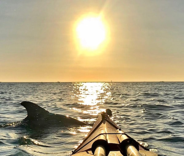 dolphins and sunset