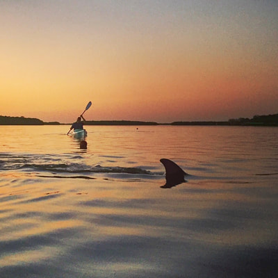 sunset dolphin tours