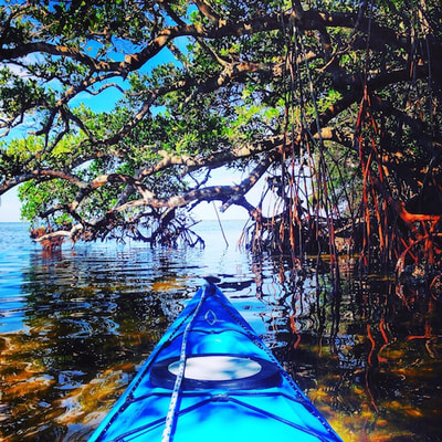 Mangrove kayaking