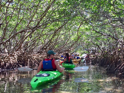 mangrove tours